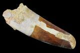 Spinosaurus Tooth - Real Dinosaur Tooth #135495-1